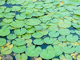 aquatica 植物,植物,agua