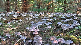 蘑菇,丰度,森林
