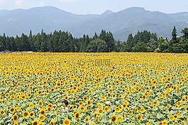 津南,向日葵,花卉園