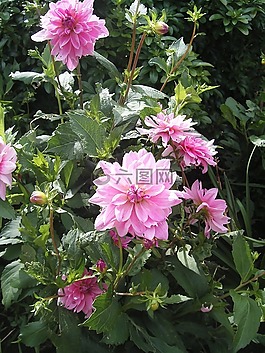 粉紅色,dalhia,夏天