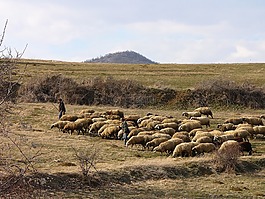 保加利亞,山,羊