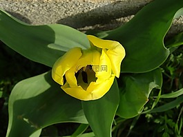 郁金香,黃色,花