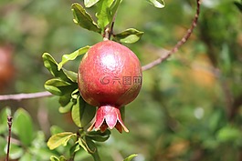 水果,花園,石榴