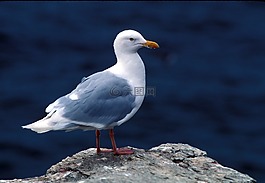 有白霜的海鷗,海鷗,海鳥
