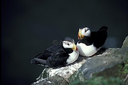角海雀,海鳥,嵌套的巖石