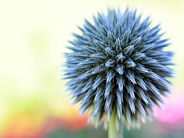 花,春,藍(lán)色
