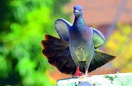 鴿子,鳥,自然