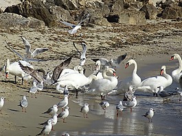 海灘,水,藍光