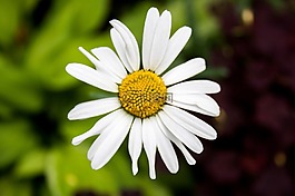 花,夏天,性質