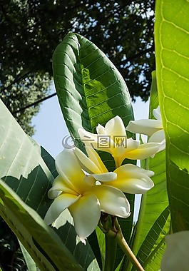 花,馬來西亞,白