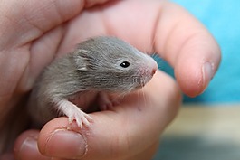 倉鼠,goldhamster,倉鼠寶寶