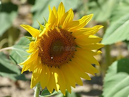 花,向日葵,黃色