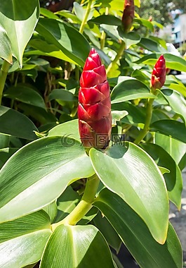 花,馬來西亞,熱帶