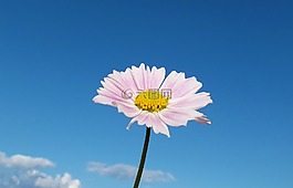 花卉,cosmos,宏