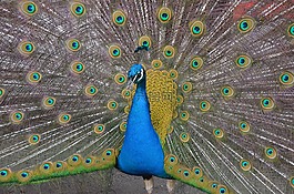 動物,孔雀,鳥