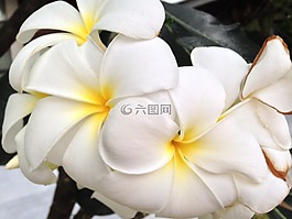 姜黃色百合花,鮮花,白