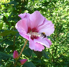 花卉,植物,性質(zhì)