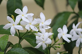 perivincle,花,白