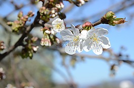 樹,白花,櫻花
