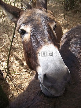 驢,白,棕色