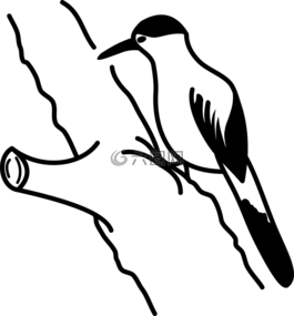 啄木鳥,鳥,性質(zhì)