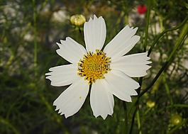花卉,cosmos,宏
