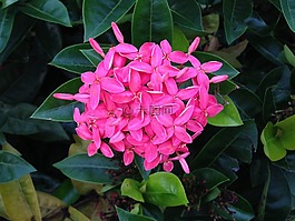 五,粉紅色,植物