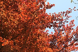 樹,性質,紅色