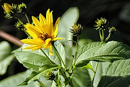 花,性質(zhì),黃色