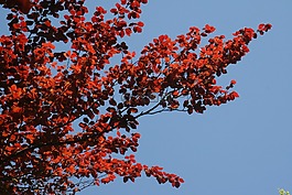 葉子,紅色,樹