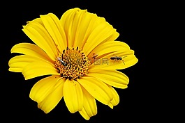 開花,黃色,花