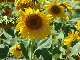 花,向日葵,黃色