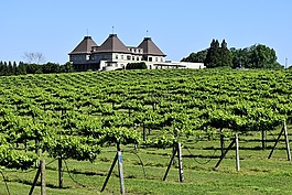 葡萄園,葡萄酒,葡萄