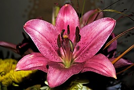 百合,黃花菜,開(kāi)花