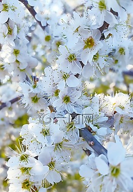 櫻花,鮮花,春天