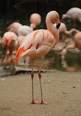 火烈鳥,較小,粉紅色