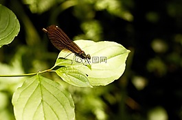 蜻蜓,昆蟲,動物
