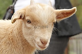 山羊,羊肉,動物園