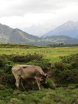 性質(zhì),山,草