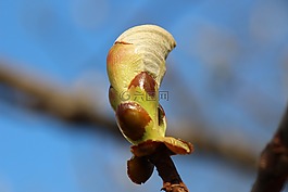 春天,葉子,芽