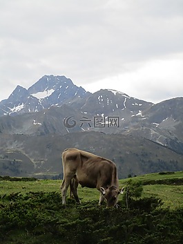 性質(zhì),景觀,草