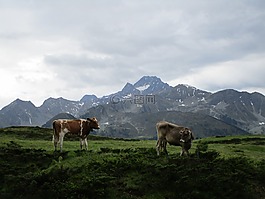 山,景觀,草地