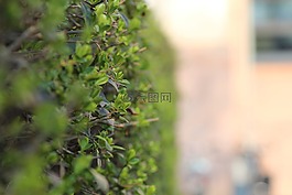 對沖,綠色,葉子