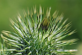 薊,薊植物,廠