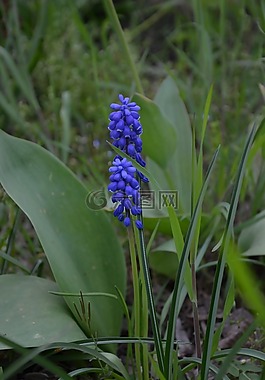muscari,蓝色,春天