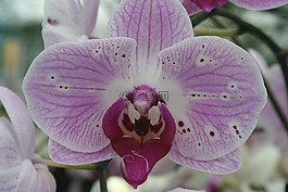 蘭花,花卉,紫色
