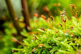苔,大步孢子膠囊,一滴水