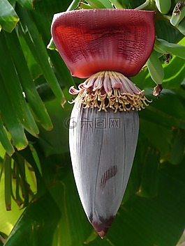 香蕉,水果,花序