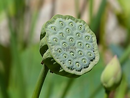 莲印度,种子,绿色
