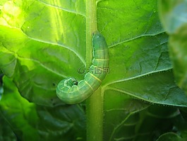 綠色,葉,性質(zhì)